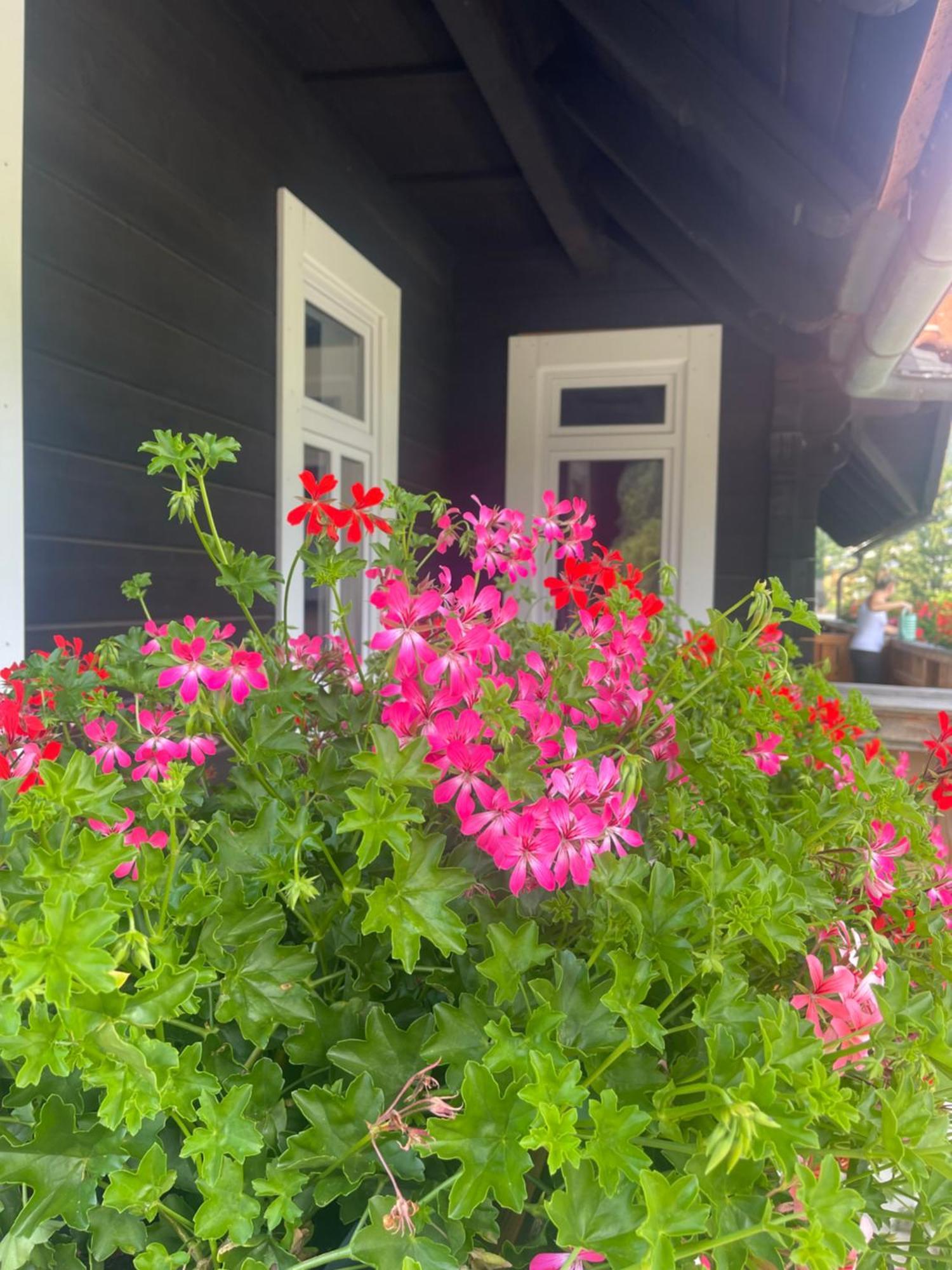 Apartmanovy Dum Jansky Sen Janske Lazne Exterior foto